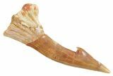 Fossil Sawfish (Onchopristis) Rostral Barb - Morocco #356442-1